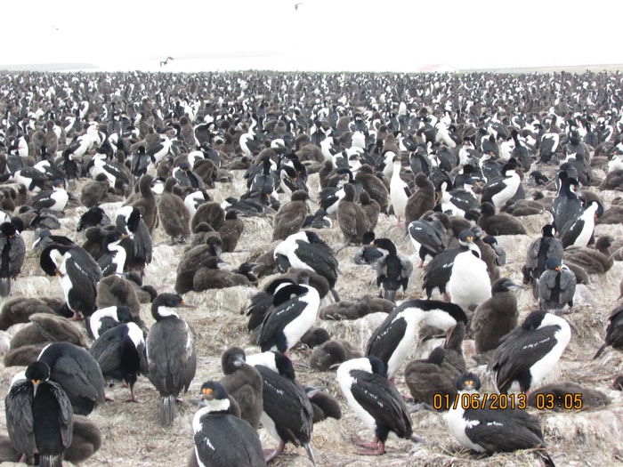 Biggest Cormorant colony in world.JPG