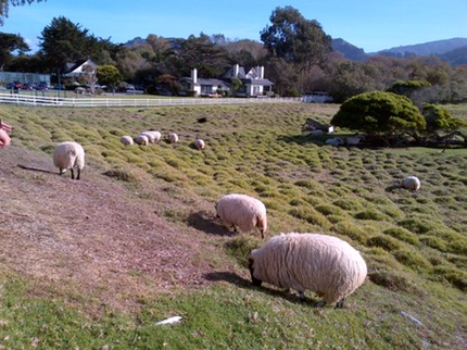 Black Sheep at Mission Ranch.jpg