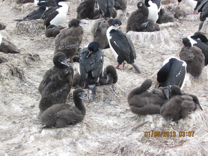 Cormorant chicks on every mound.JPG
