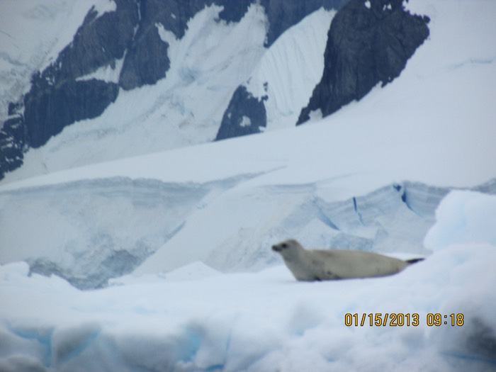 Crabeater seal2