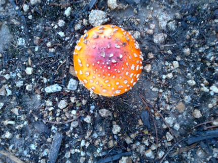colorful mushroom on hike 2